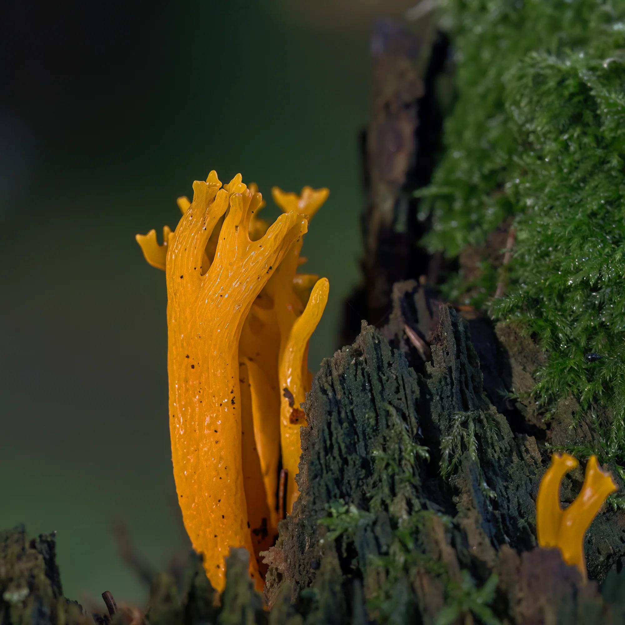 Vibrant Woodland Fungi — general photo by RedViking, scored 7.1/10 by REVIEWR's AI critique