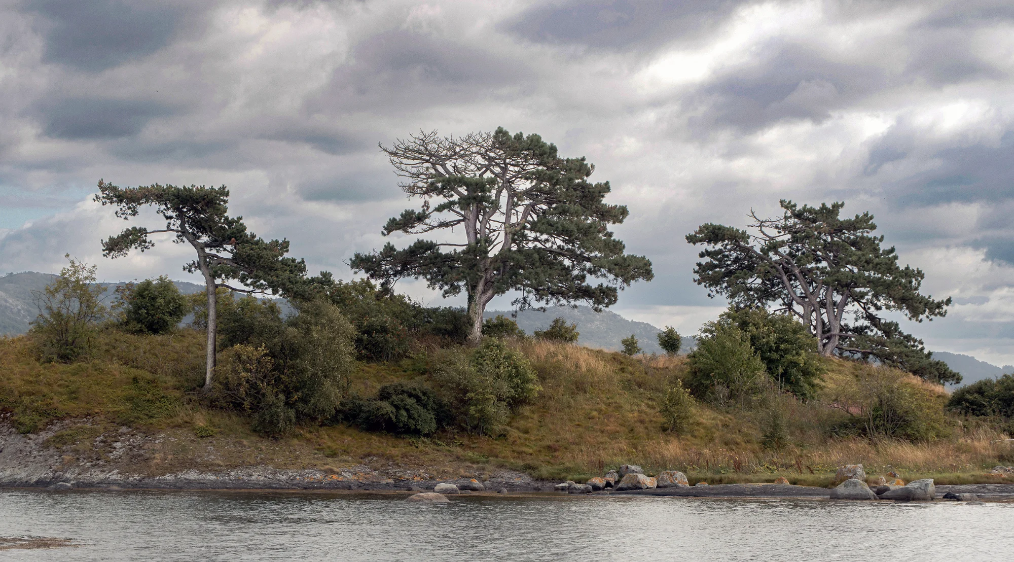 Windswept — landscape photo by Eric, scored 6.7/10 by REVIEWR's AI critique