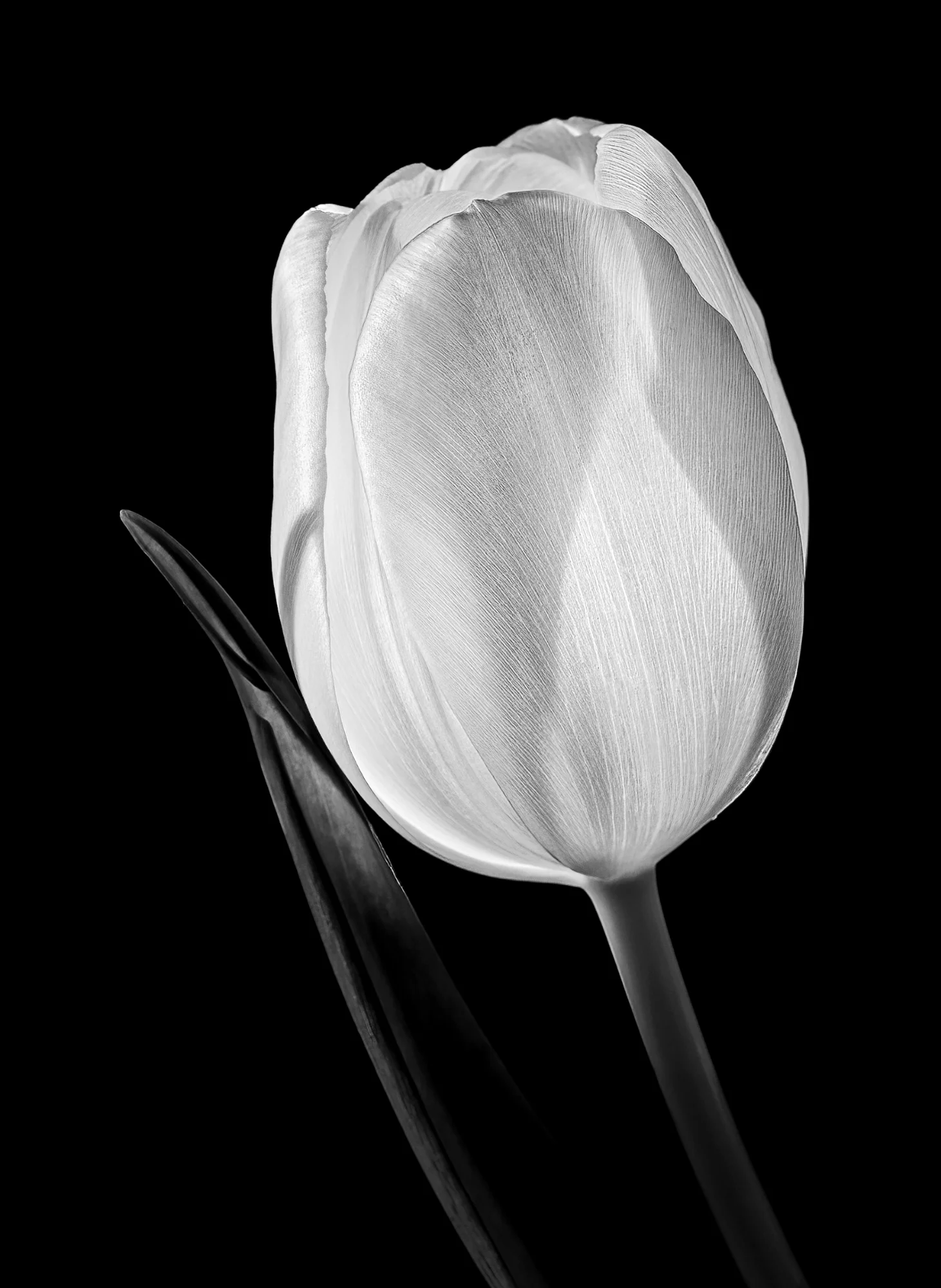 🎯 Silhouette - Silent Grace — general photo by Eric, scored 8.0/10 by REVIEWR's AI critique
