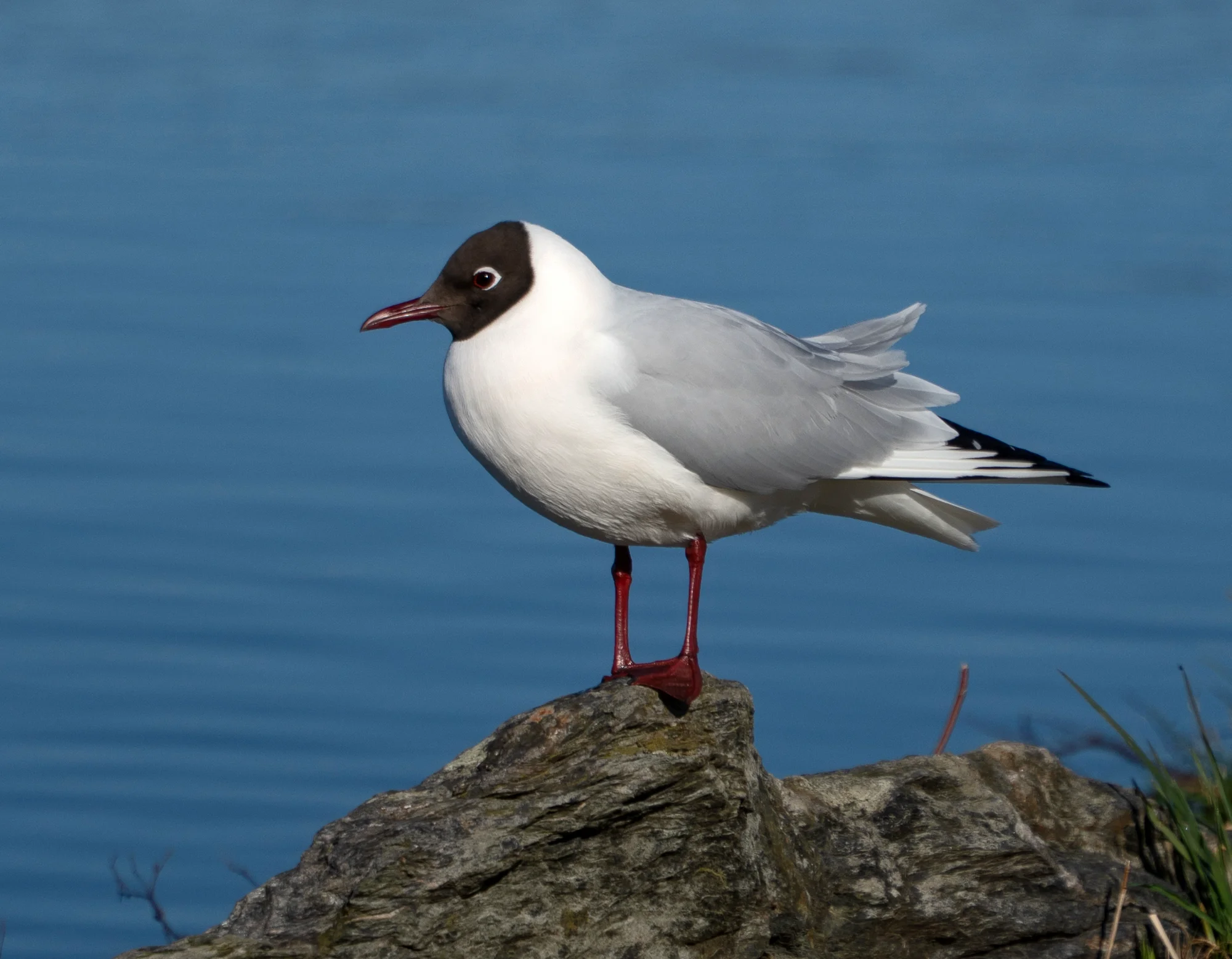 Poised — animals photo by Eric, scored 5.5/10 by REVIEWR's AI critique