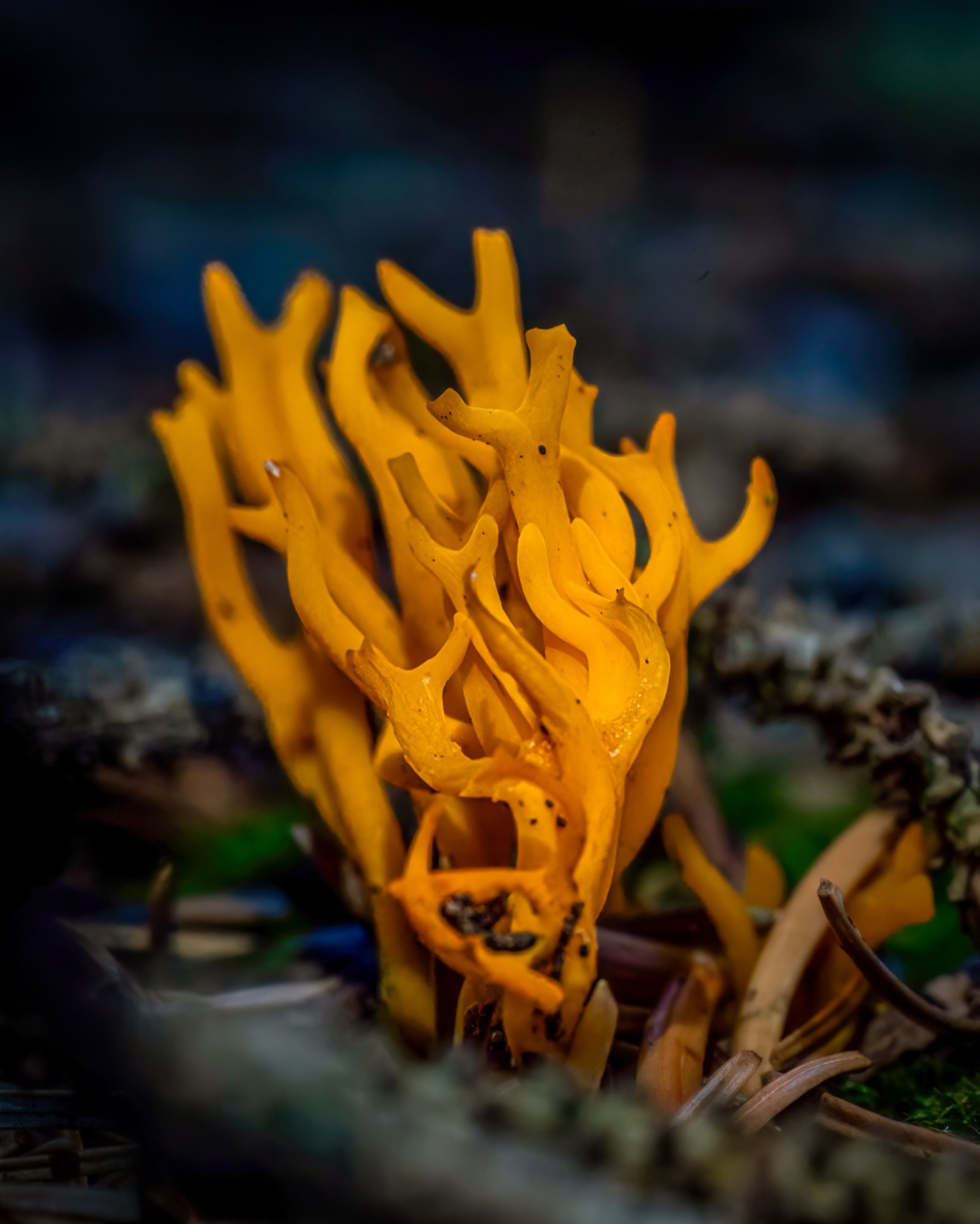 Amber Forks — general photo by RedViking, scored 6.3/10 by REVIEWR's AI critique