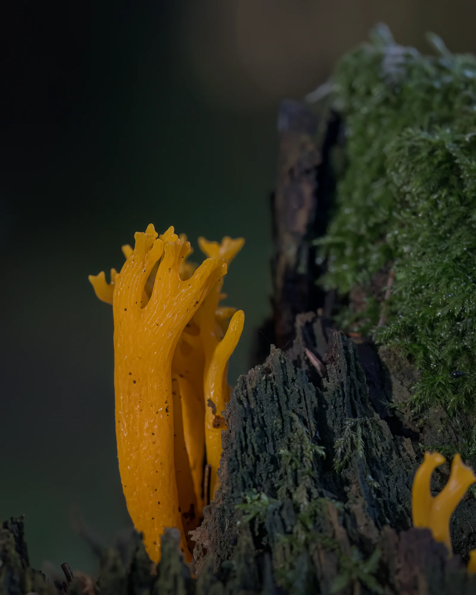 Woodland Magic — macro photo by RedViking, scored 7.2/10 by REVIEWR's AI critique