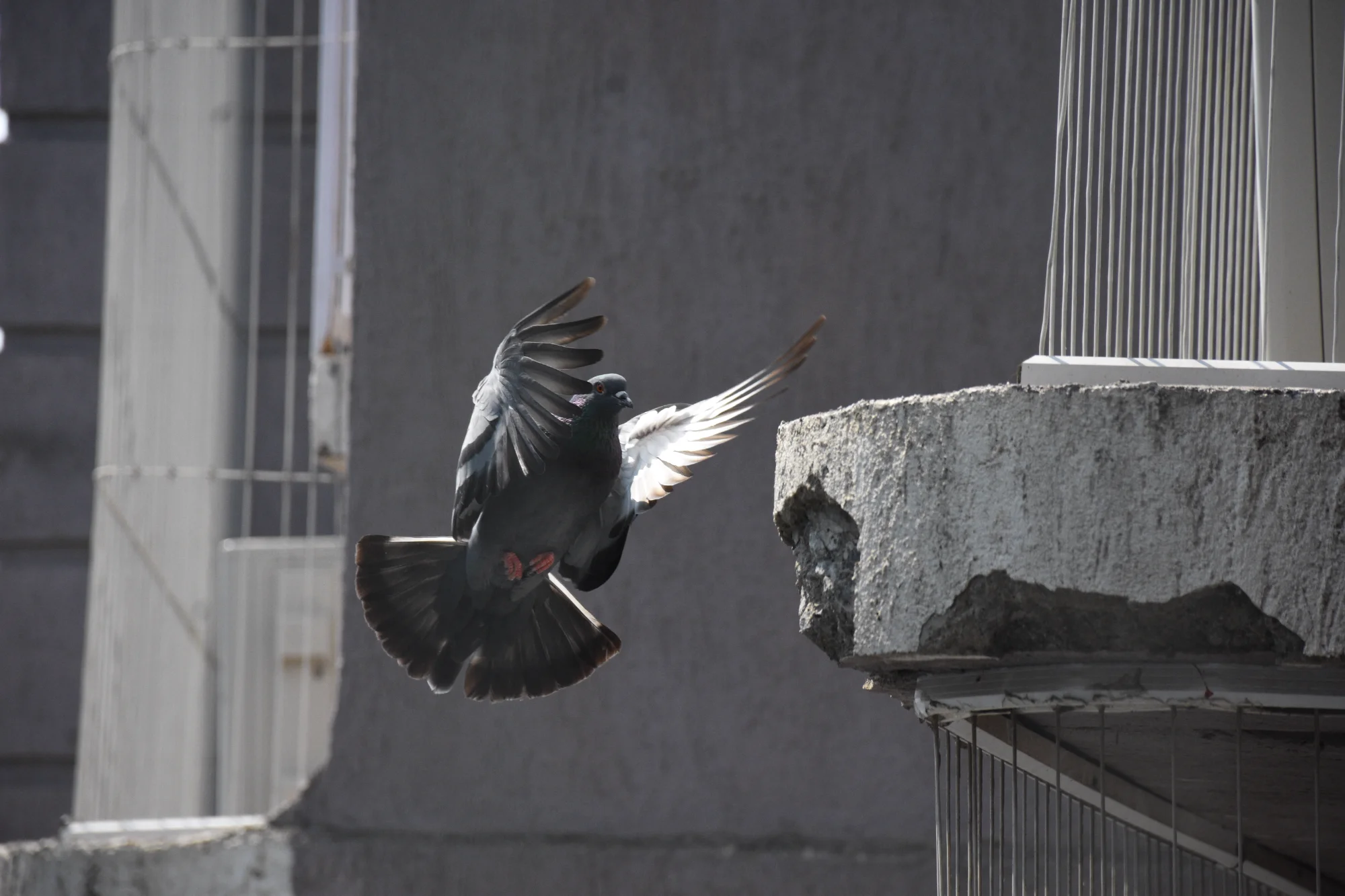 The Perfect Landing — animals photo by Mohsin Ali, scored 6.9/10 by REVIEWR's AI critique