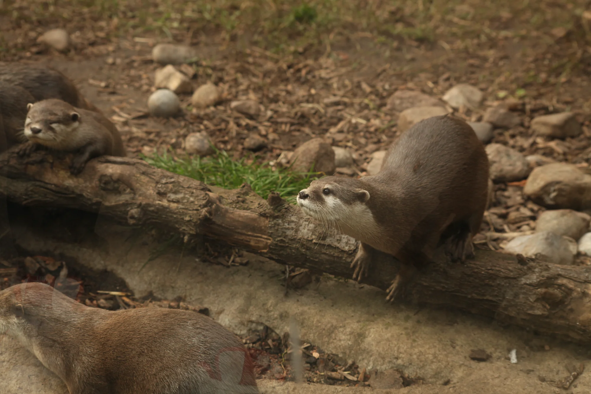 Otters at Kbh. zoo — animals photo by Jimmy Jensen, scored 6.1/10 by REVIEWR's AI critique