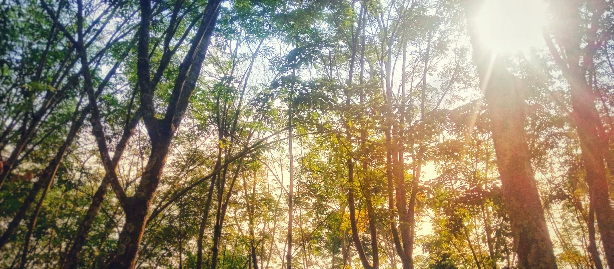 Sunlit Canopy — landscape photo by Chandra, scored 6.0/10 by REVIEWR's AI critique