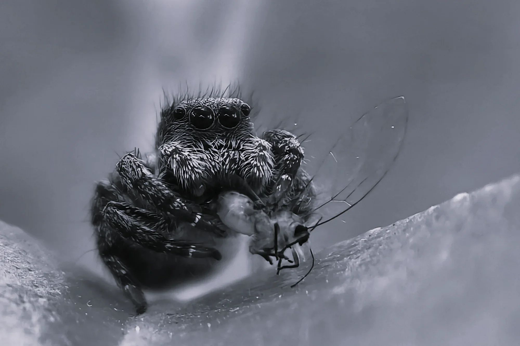 Monochrome Hunter — general photo by G, scored 7.6/10 by REVIEWR's AI critique