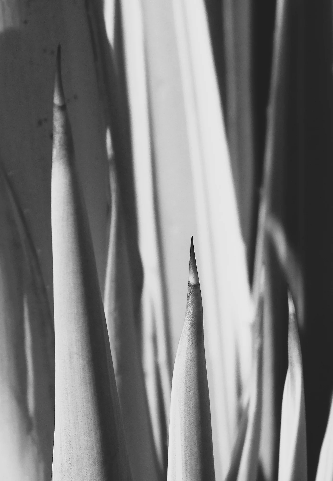 Stark Spikes — abstract photo by G, scored 8.1/10 by REVIEWR's AI critique