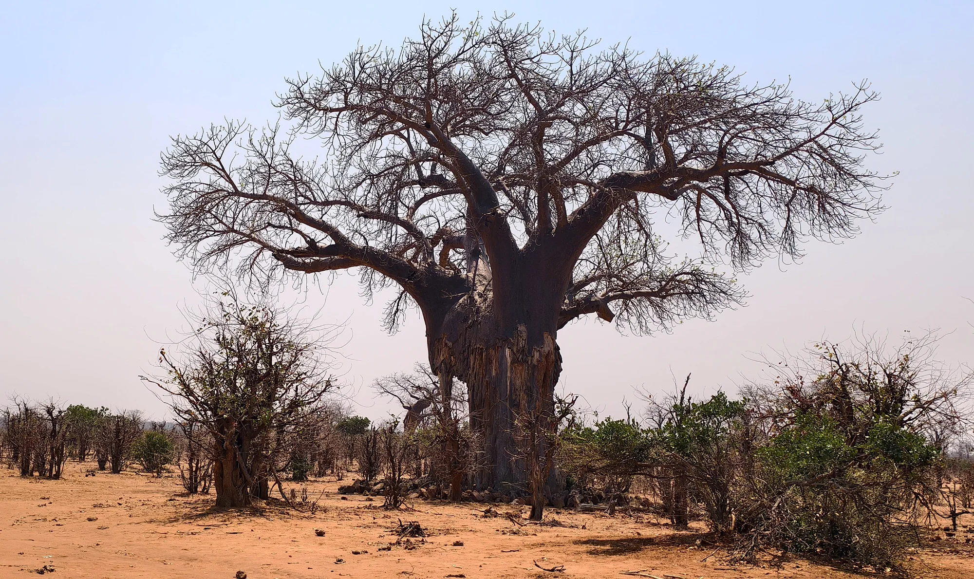 Resilient Baobab — macro photo by G, scored 6.1/10 by REVIEWR's AI critique