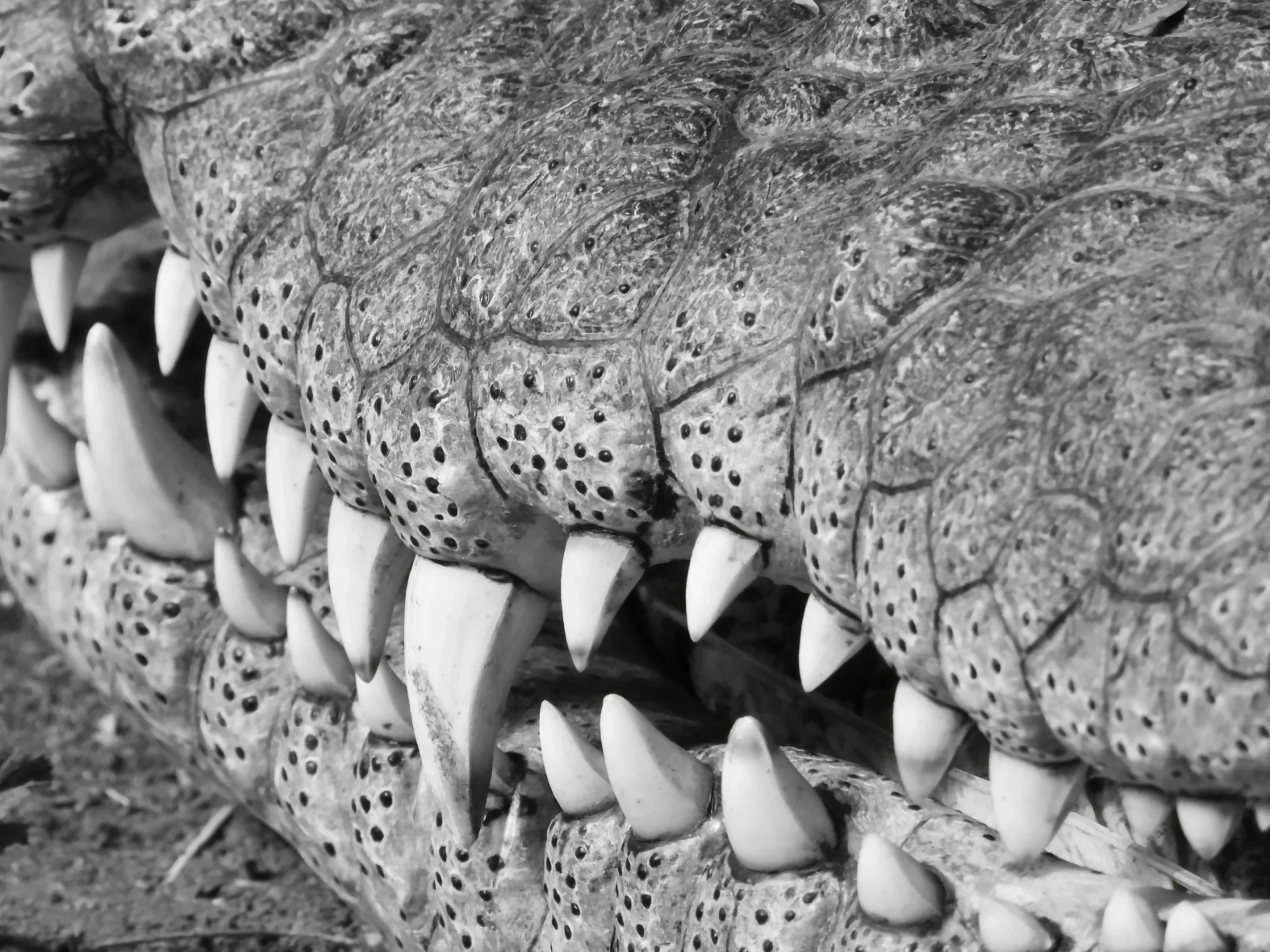 Prehistoric Jaws — general photo by G, scored 7.8/10 by REVIEWR's AI critique