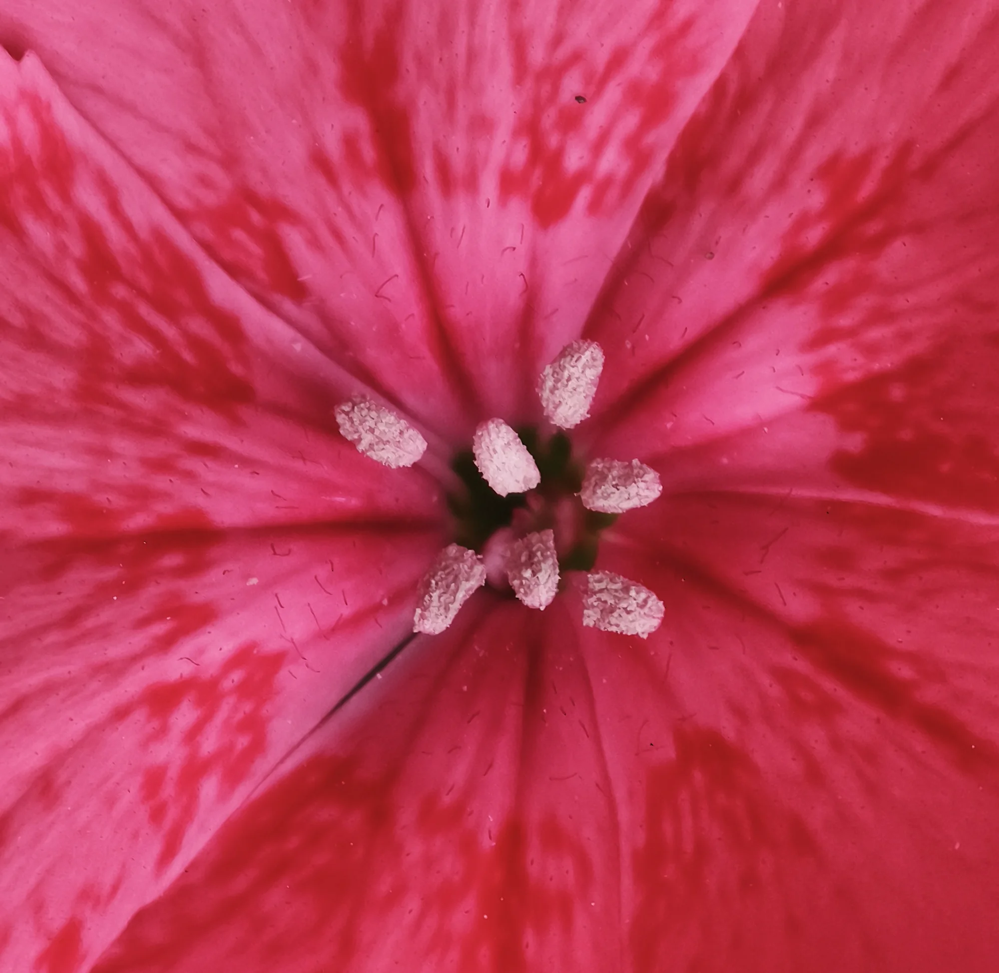 Pink Radiance — abstract photo by G, scored 6.9/10 by REVIEWR's AI critique