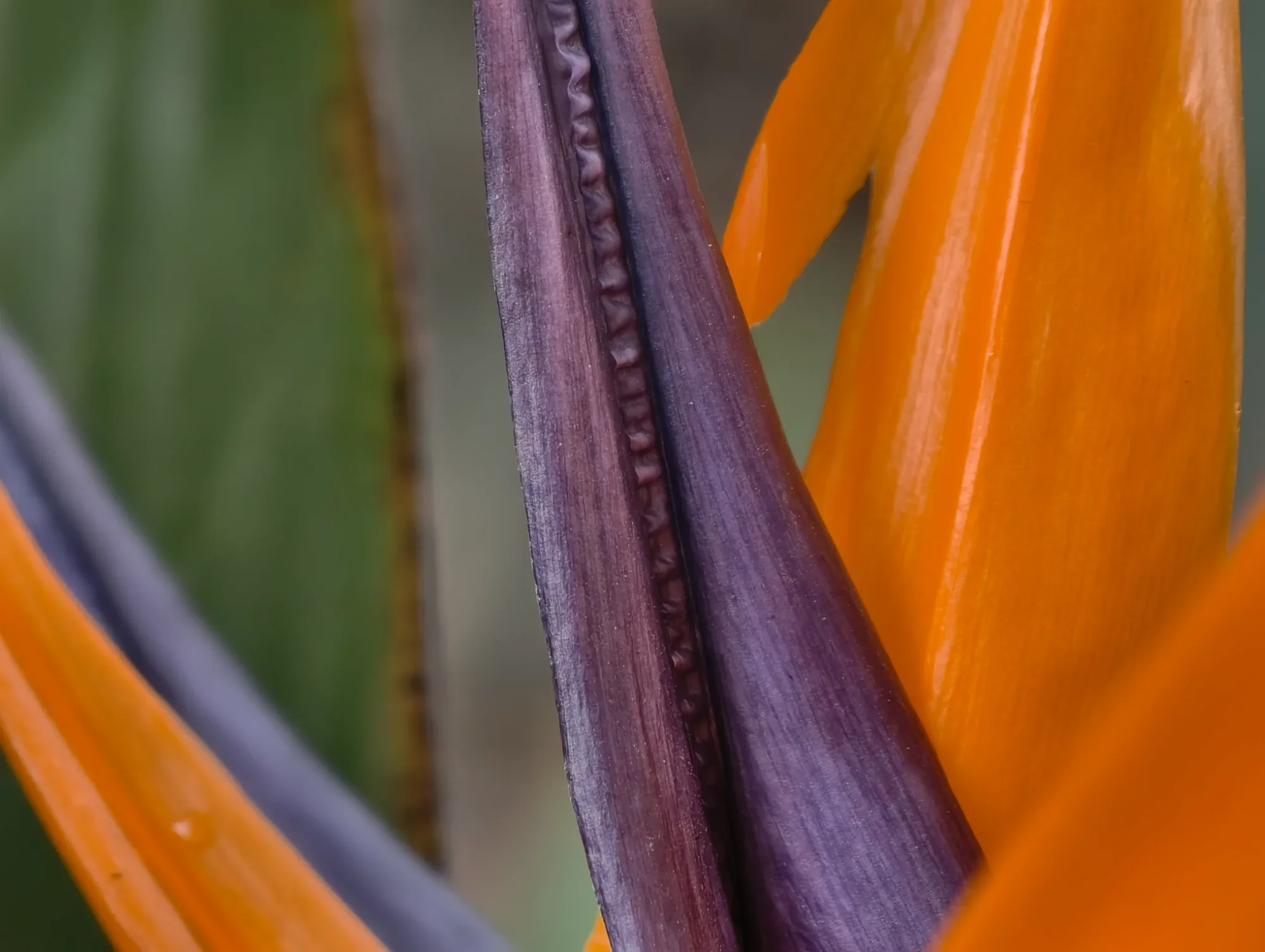 Botanical Geometry — abstract photo by G, scored 8.2/10 by REVIEWR's AI critique